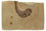 Jurassic Fossil Fish (Hulettia) - Wyoming #189071-1